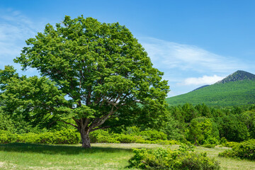 【資料画像：木】青森市八甲田山中萱野高原にはなんとなく気になる木がある。名前は不明。