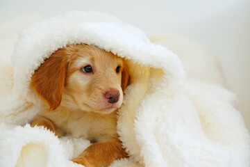 cute hovawart puppy looks out from under white blankets. Muzzle cute sleeping puppy looks out from under the blanket. postcard, sweet puppy. beige pup golden retriever - obrazy, fototapety, plakaty