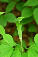 日陰のコウライテンナンショウ