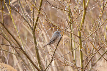 春の河原のヒヨドリ