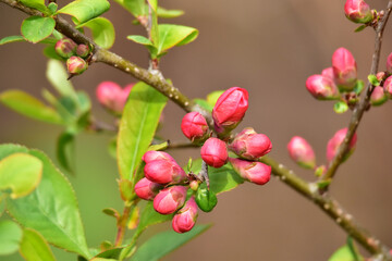 赤いボケのつぼみ