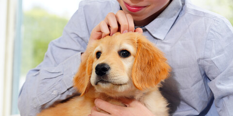 hovawart golden puppy. Young Boy Playing with his Puppy at home. pets and children. happy boy dreaming about a puppy
