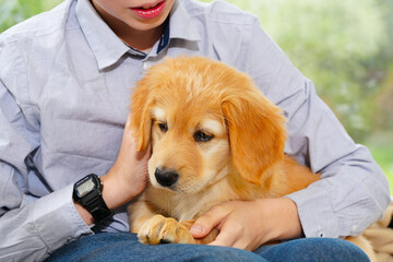 Golden Hovawart cute puppy. Portrait of cute puppy with teen boy in room. Happy cute puppy resting in the arms of a child, a dream come true. Golden Retriever sweet puppy