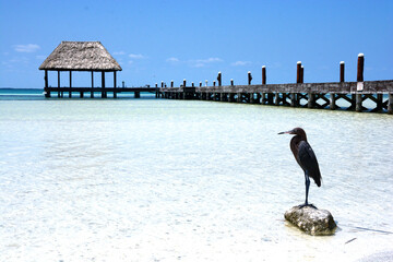 a bird on a paradisiacal beach