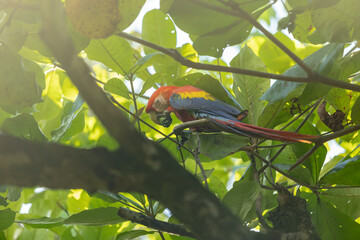 Macaw