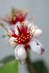 Small flower head of Acca sellowiana (Feijoa), close up macro photography.