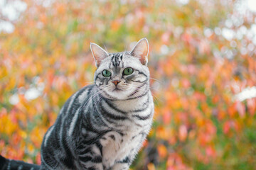 紅葉と猫