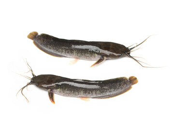 Fresh catfish isolated on white background, Clarias.