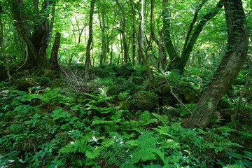 Obraz premium thick wild forest in the gleaming sunlight