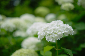 瑞々しいアジサイ