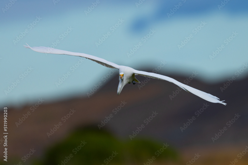 Poster Great egret flying in beautiful light, seen in the wild in a North California marsh 