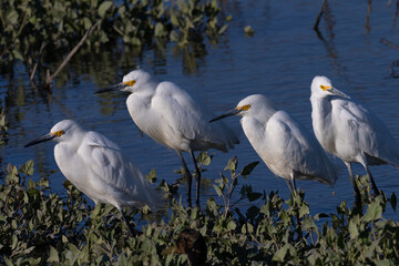 snowy egrets in beautiful light