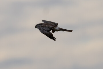 Male  hen harrier (Northern harrier)  flying with a prey in his talons, seen in the wild in North California
