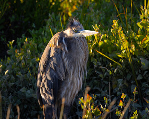 Great blue heron perched , seen in the wild in North California