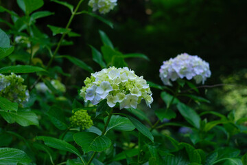 瑞々しいアジサイ