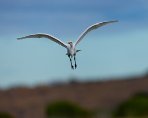 Great egret flying in beautiful light, seen in the wild in a North California marsh 