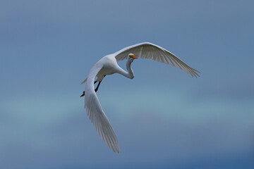 Great egret flying in beautiful light, seen in the wild in a North California marsh 