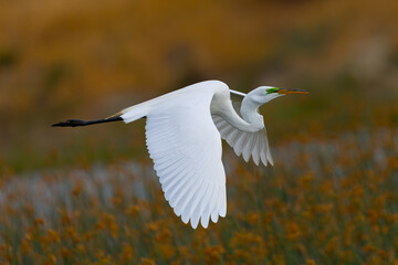 Great egret flying in beautiful light, seen in the wild in a North California marsh 