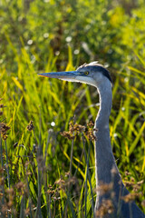 Great blue heron, seen in the wild in North California