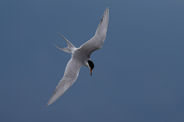 Forster's tern flying in beautiful light 