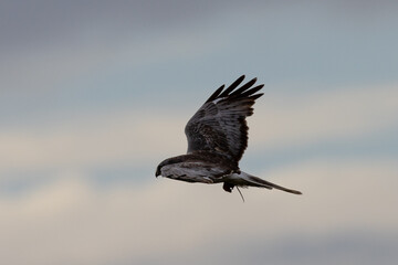 Male  hen harrier (Northern harrier)  flying with a prey in his talons, seen in the wild in North...