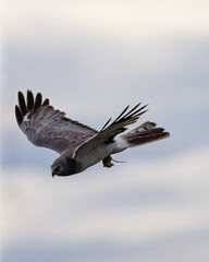 Male  hen harrier (Northern harrier)  flying with a prey in his talons, seen in the wild in North California