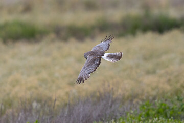 Close view of a male  hen harrier (Northern harrier)  flying, seen in the wild in North California