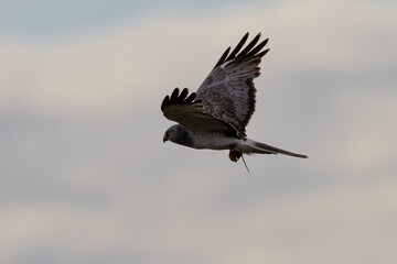 Male  hen harrier (Northern harrier)  flying with a prey in his talons, seen in the wild in North California