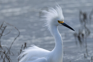 Close-up of a snowy egret with spiky feathers