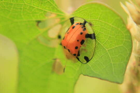 ladybug on a leaf