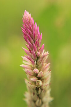flower in the garden