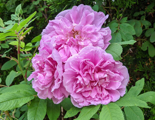 Old fashioned or antique roses have a dense random arrangement of their petals