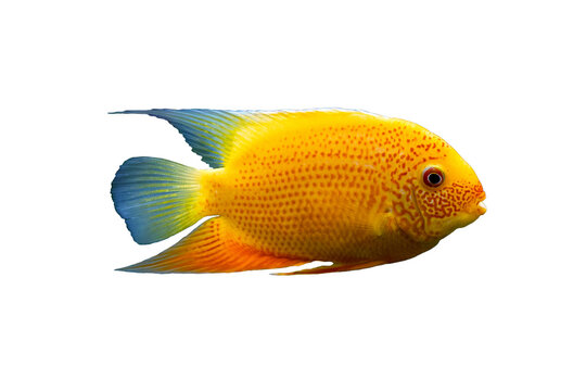 Heros severus or cichlasoma severum fish in aquarium on blurred background