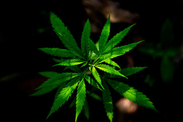 Naklejka na ściany i meble Young Green Leaf Cannabis Indica Plant Marijuana