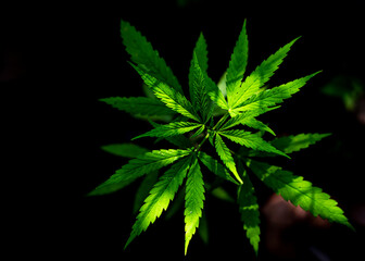 Fototapeta na wymiar Young Green Leaf Cannabis Indica Plant Marijuana