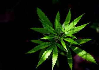 Naklejka na ściany i meble Young Green Leaf Cannabis Indica Plant Marijuana