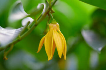 Climbing Ylang-Ylang flower blooming on tree branch