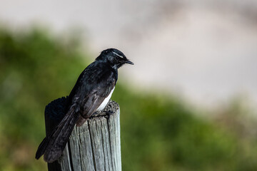 willy wagtail on a post