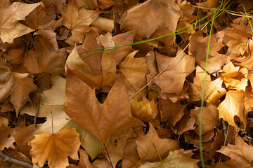autumn leaves on the ground