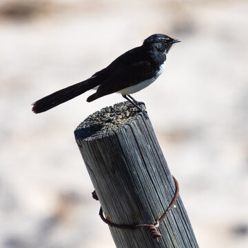 Willy Wagtail On The Fence