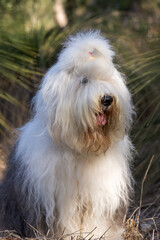 old english sheepdog in the bush