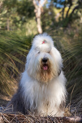sheepdog in the bush
