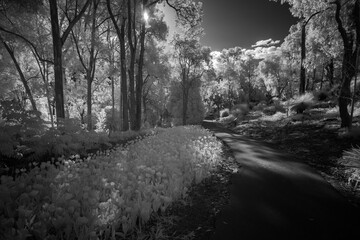 Obraz premium walk in the woods