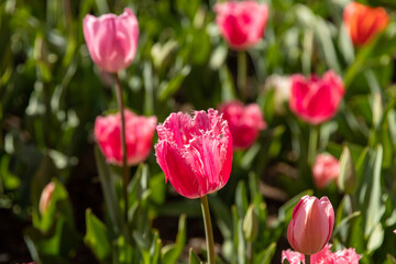 pink tulips in spring