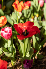 Naklejka premium bunch of tulips