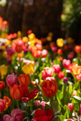 tulips in the garden