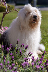 old english sheepdog in the daisies