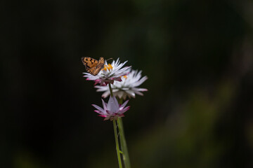 butterfly on flower