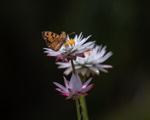 Butterfly on the daisies