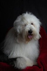 Old English Sheepdog relaxing